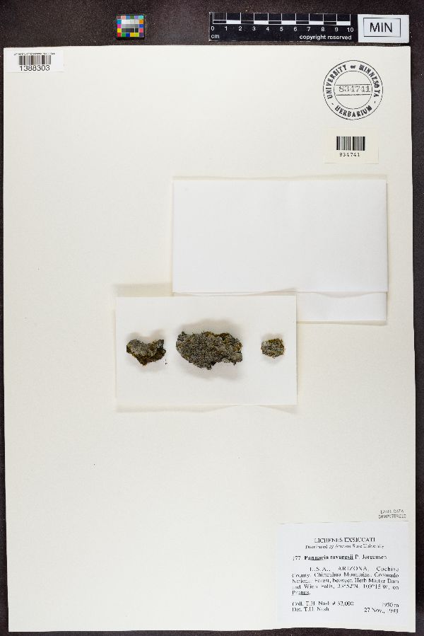 Pannaria tavaresii image