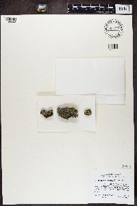 Media resource of Pannaria tavaresii