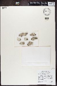 Variolaria amara image