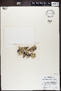 Platismatia glauca image