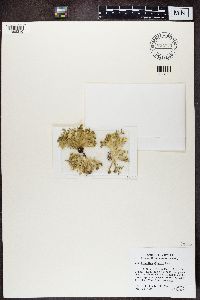 Ramalina sinensis image