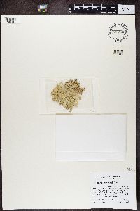 Ramalina sinensis image