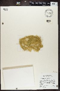 Usnea cavernosa image