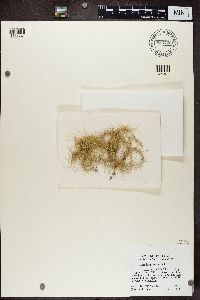 Usnea longissima image