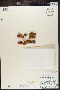 Polycauliona polycarpa image