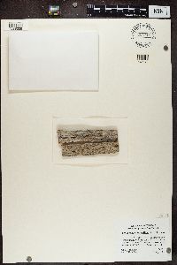 Xylographa vitiligo image