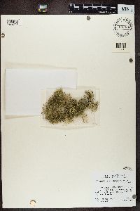 Thumbnail image of current specimen