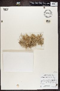 Dendrographa leucophaea image