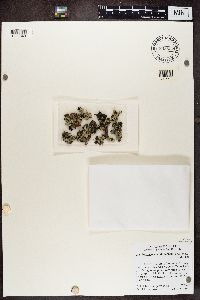 Thumbnail image of current specimen