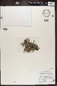 thumbnail image of current specimen