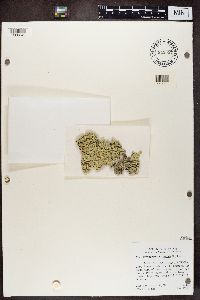 Flavoparmelia caperata image