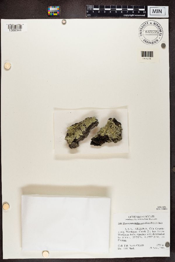 Flavopunctelia soredica image