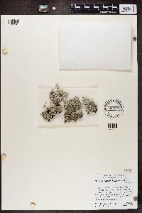 Heterodermia hypoleuca image