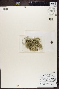 Heterodermia leucomelos image