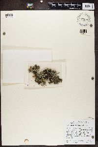 Hypogymnia imshaugii image