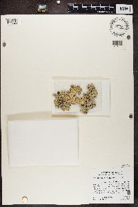 Hypogymnia physodes image