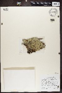 Hypotrachyna pulvinata image