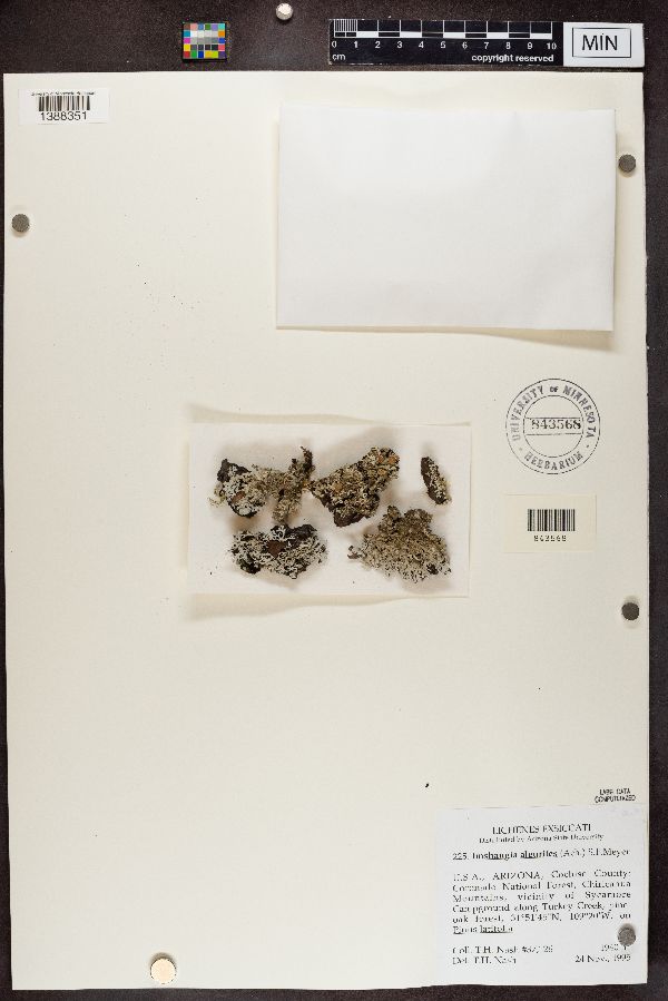 Imshaugia aleurites image