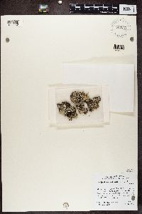 Imshaugia aleurites image