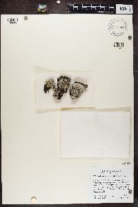 Imshaugia placorodia image