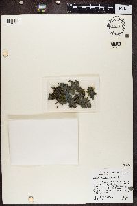 Leptogium foveolatum image