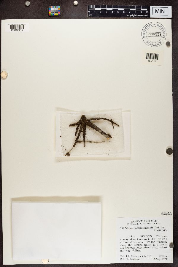 Melanelia subelegantula image