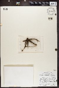 Image of Melanelia subelegantula