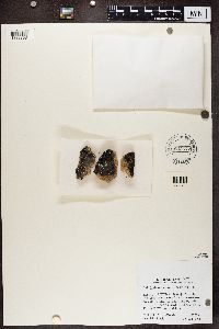 Image of Melanelia tominii