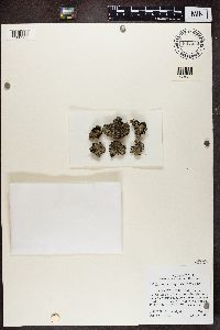 Pannaria rubiginosa image