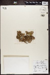 Peltigera praetextata image