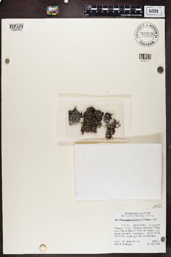 Physconia isidiigera image