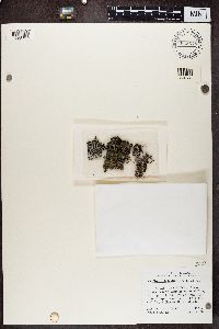 Media resource of Physconia isidiigera