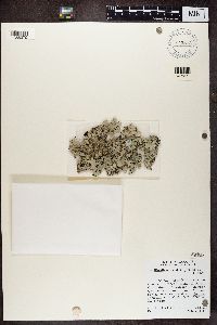 Parmotrema reticulatum image