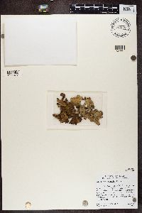 Sticta beauvoisii image