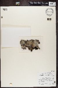 Umbilicaria americana image