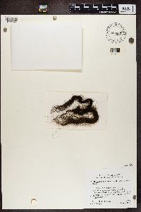 Bryoria fuscescens image