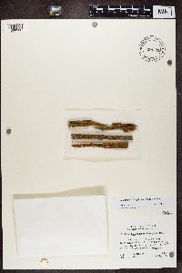 Caloplaca microphyllina image