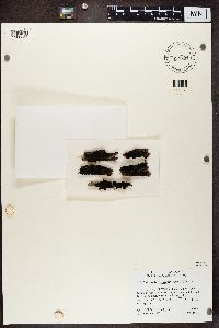 Collema furfuraceum image