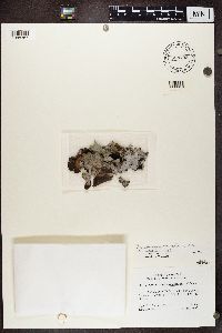 Dermatocarpon miniatum image