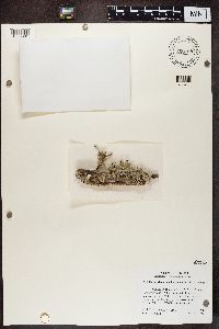 Heterodermia erinacea image