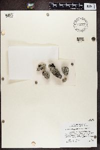 Media resource of Heterodermia granulifera