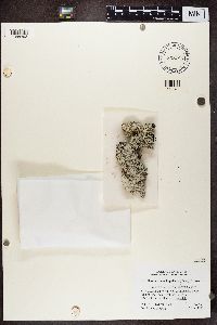 Heterodermia hypoleuca image