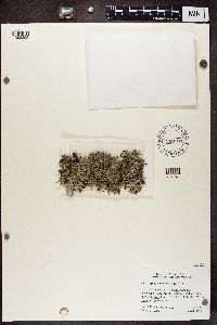 Hypogymnia imshaugii image