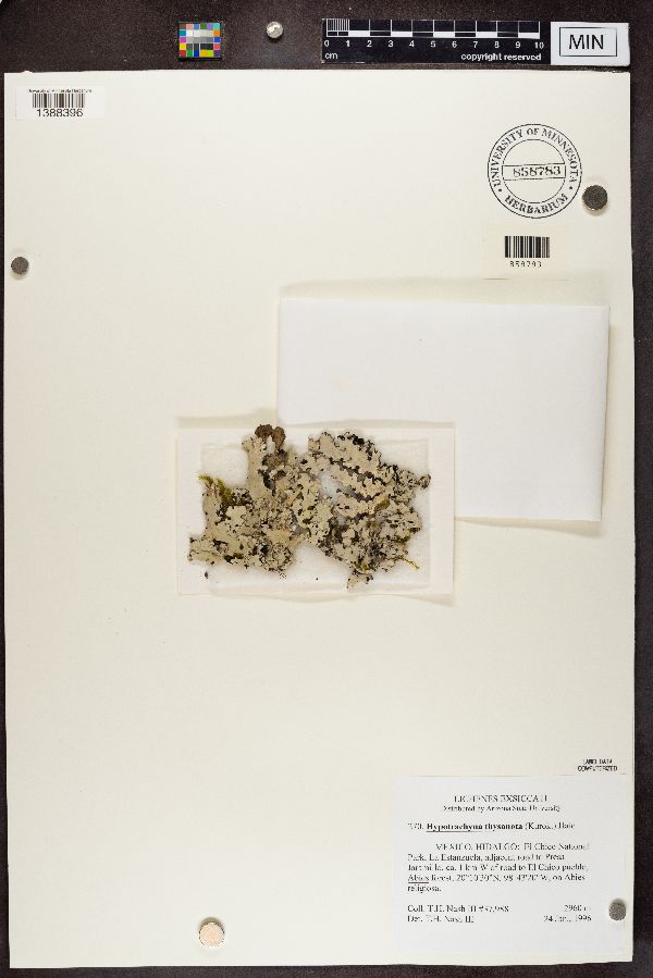 Hypotrachyna thysanota image