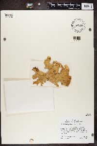 Lobaria pulmonaria image