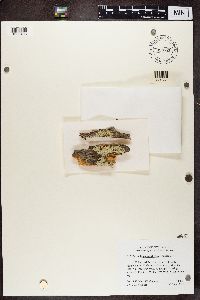 Parmeliopsis ambigua image