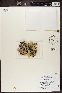 Platismatia glauca image