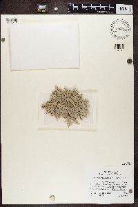 Pseudevernia intensa image