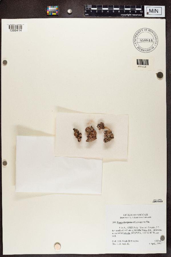 Psora decipiens image
