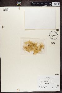 Ramalina farinacea image